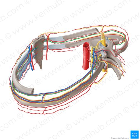 Intercostal nerve (#21267) – Kenhub Image License Store