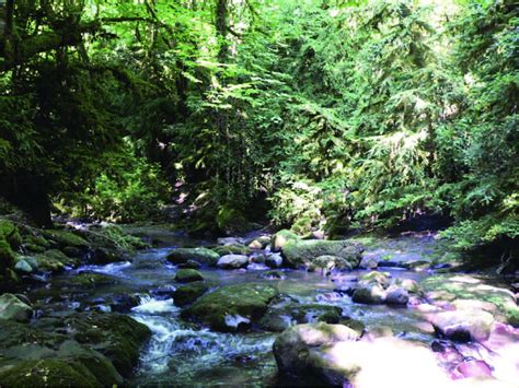 in the south of azerbaijan, the best habitats are dense forests formed... | Download Scientific ...