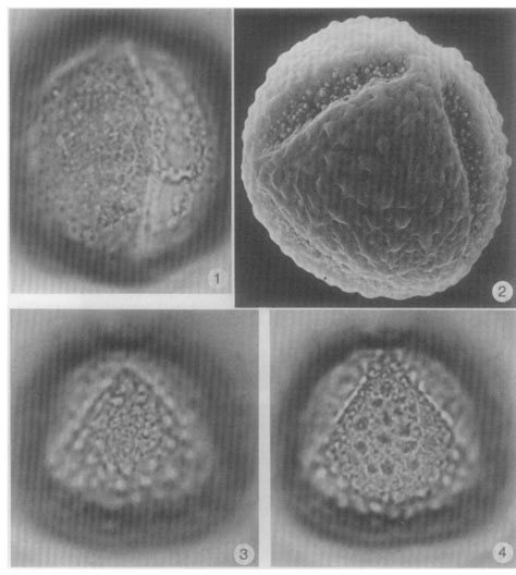 Plate iv (corydalis lutea type, 1; corydalis solida type,