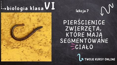 Biologia klasa 6 Lekcja 7 Pierścienice zwierzęta które mają