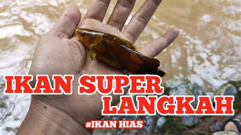 Mancing Sebarau Malah Dapat Ikan Langakah Spot Sungai Laham Youtube