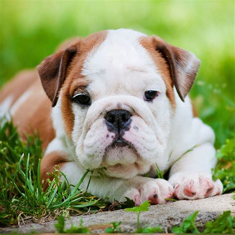 #1 | Bulldog Puppies For Sale In Texas | Uptown Puppies