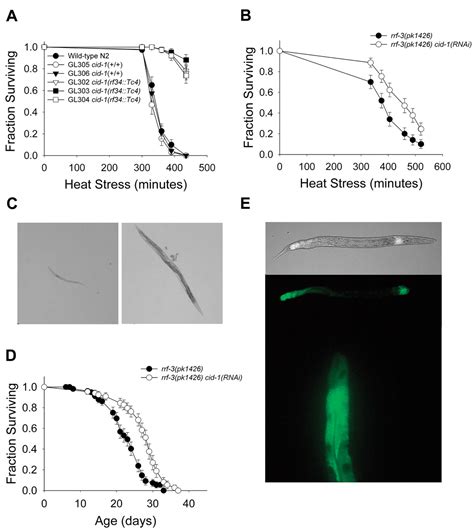 Checkpoint Proteins Control Survival Of The Postmitotic Cells In