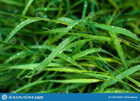 Fresh Green Grass With Dew Drops Close Up Water Drops On The Fresh