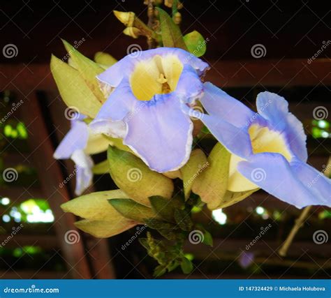 Blossom of Flower in Dominican Republic Stock Image - Image of animal, flower: 147324429