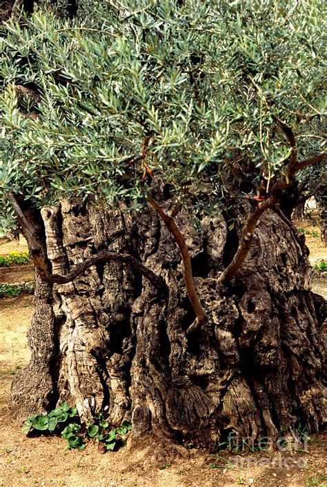 Olive Tree the Garden of Gethsemane Photograph by Thomas R Fletcher ...