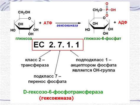 Ферменты - 2 - презентация онлайн
