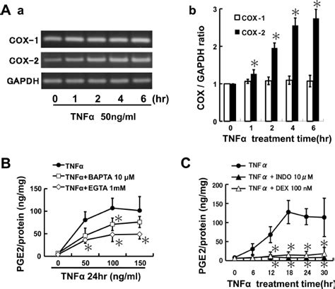 TNF Induces Cyclooxygenase COX 2 Expression To Stimulate PGE 2