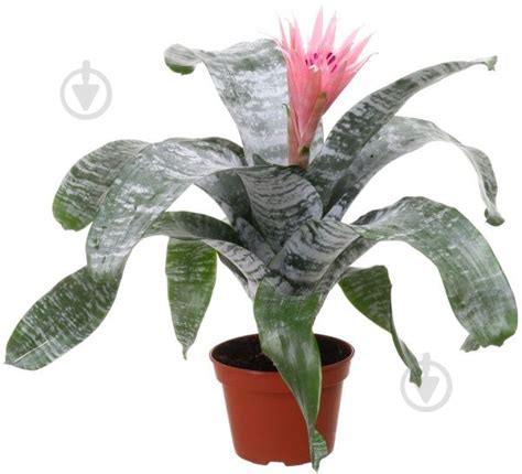 ᐉ Растение Эхмея Tayoensis 15х45 см • Купить в Киеве, Украине • Лучшая ...