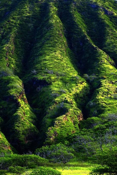 Lush Green Mountain Tropical Foliage Stock Photo Image Of Countryside