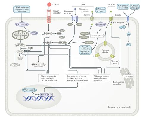 Nature Reviews Endocrinology On Twitter Leigh Perreault Jay S