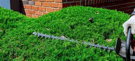 Hedge Pruning – Adrians Mowing