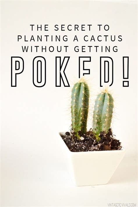 How To Repot A Cactus Without Hurting Yourself YASWVU