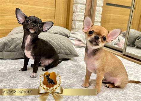 Chihuahua Czarny Piesek Czi A A Z Rodow D Rasa Chichuachua Wroc Aw