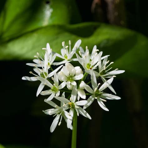 Blooming Wild Garlic Or Allium Ursinum Flowers In Weed Close Up