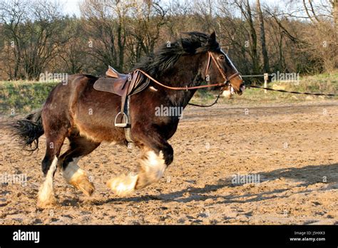 ride horse animal mammal gallop saddle stirrup saddles strength force fast Stock Photo - Alamy