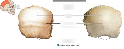 Parietal bone external Diagram | Quizlet