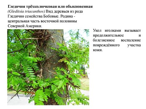 Деревья. Виды деревьев - online presentation