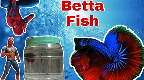 Change Betta Fish Watercara Tukar Air Betta Fish Halfmoon Betta