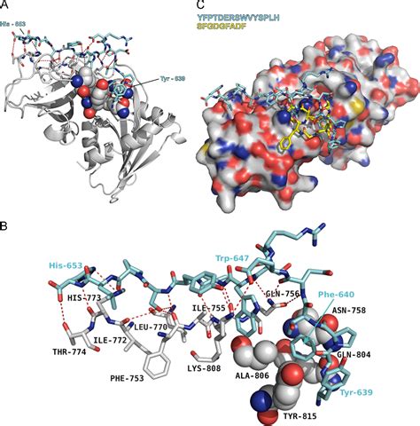 Figure From Molecular Basis For Association Of Pipki P With