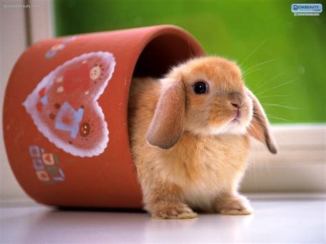 Cute Rabbits In Photos | Funny And Cute Animals