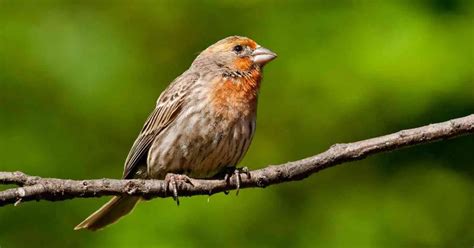 House Finch Behavior - AnimalBehaviorCorner