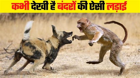 जब बदर क हई दसर जनवर स लडई Monkey Fight With Other Animals YouTube