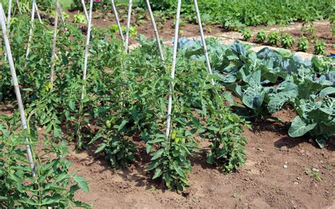 Tomatoes and Companion Planting