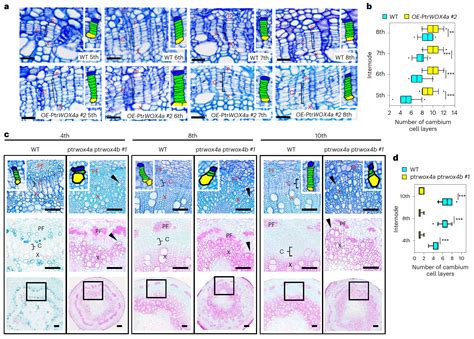 科学网—nature Plants：杨树维管形成层活性的表观遗传与转录协同调控机制 郝兆东的博文