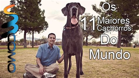 Os Maiores Cachorros Do Mundo Youtube