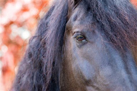 Close Up of a Friesian / Frisian Horse Eye in Autumn Fall Stock Image - Image of expression ...