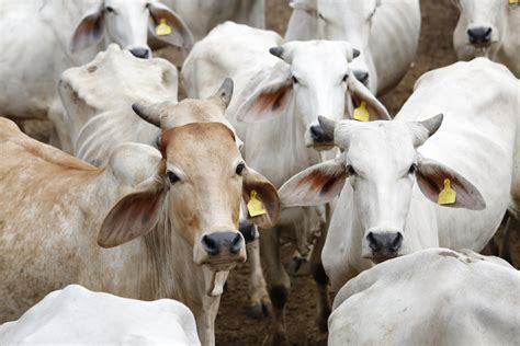 Que Nome Recebe O Gado - Gado Brahman - Raças de Bovinos - Pecuária - InfoEscola