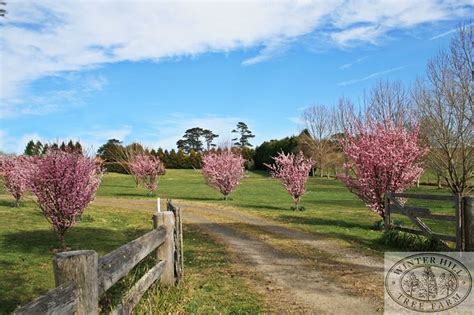 Plum Flowering Purple Leafed — Prunus Blireana Hedging Plants