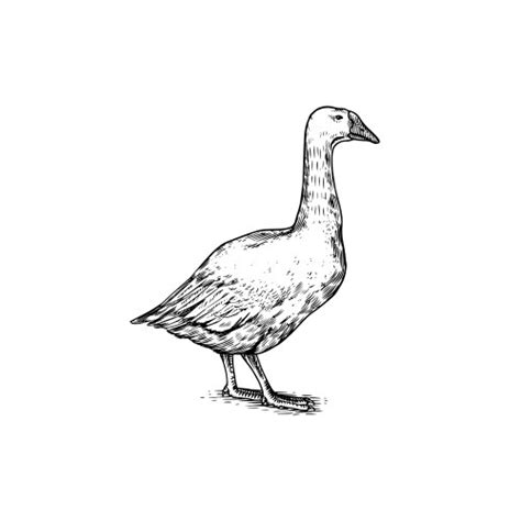 Farm Bird Hand Drawn Goose Poultry Drawing Vector Image