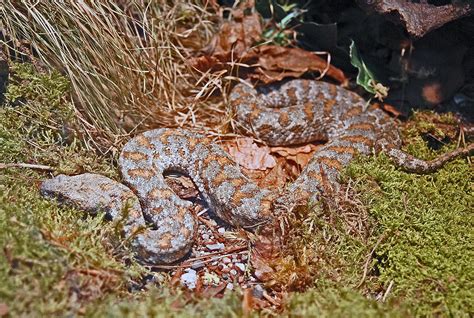 10 Animals Found In Lebanon - WorldAtlas