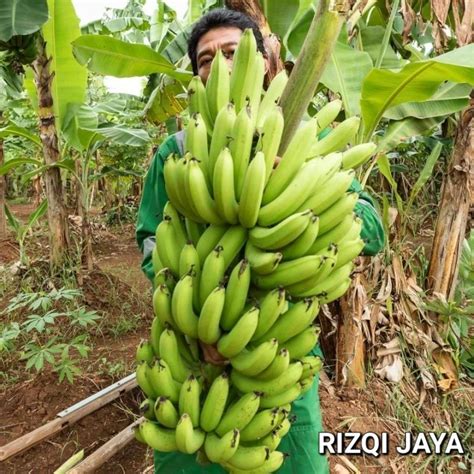 Jual Bibit Pisang Ambon Super Buah Banyak Shopee Indonesia