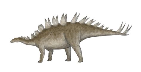 Tuojiangosaurus Multispinus Dfoidl Flickr