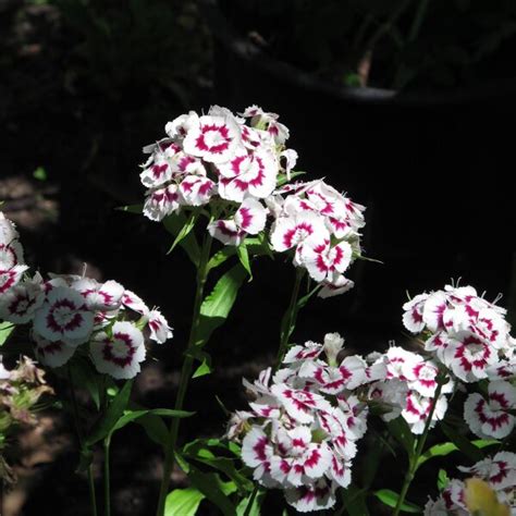 Bartnelke Sweet William Dianthus Barbatus Samen