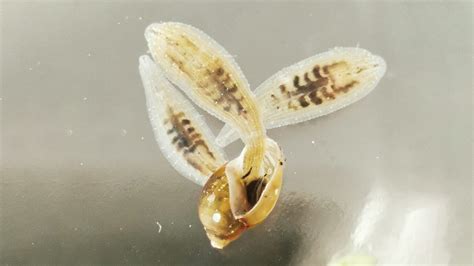 Freshwater Leeches Taste For Snails Could Help Control Snail Borne