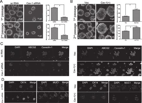 Effects Of Caveolin On The Self Renewal And Differentiation Of Breast