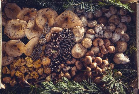 Collection of edible mushrooms in a wooden box Stock Photo by salajean