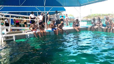 Dolphin Encounter 2015 Nassau Bahamas Youtube