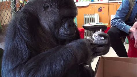 Koko The Gorilla Fosters Trio Of Kittens While Raising Awareness For ...