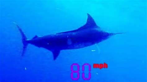 Black Marlin The Fastest Fish On The Planet Ultimate Killers Bbc