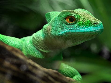 fokuspunkt | Green Lizard - fokuspunkt