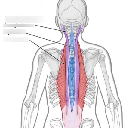 S W Intermediate Intrinsic Back Musculature Diagram Quizlet