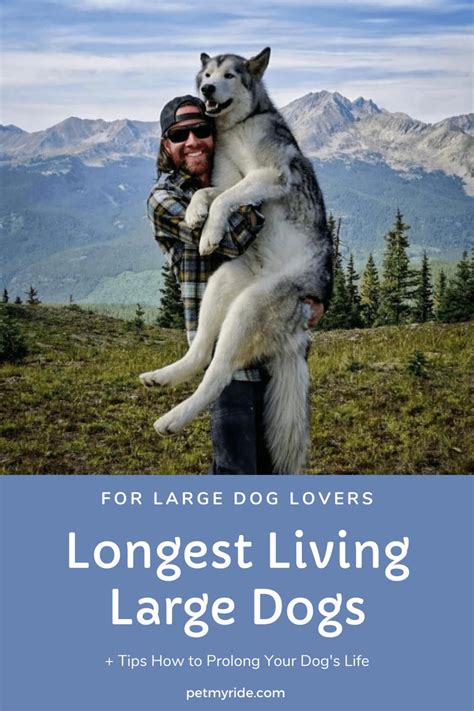 Longest Living Large Dog Breeds - Best Pups Spend Life With by Viktoria Kanevsky