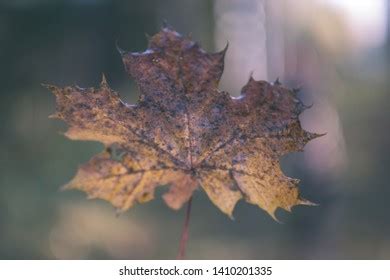 Naked Autumn Trees Few Red Leaves Stock Photo 1214281420 Shutterstock