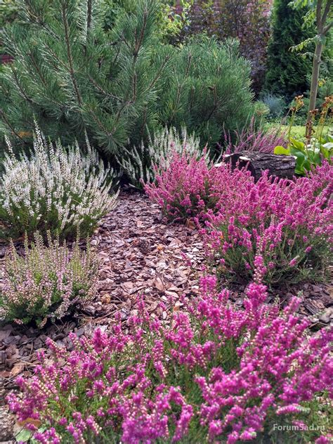 Вересковый сад (75 фото) - фото - картинки и рисунки: скачать бесплатно