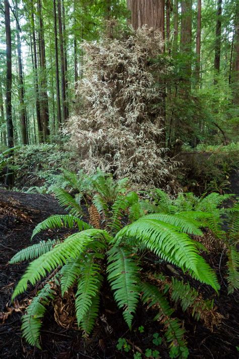 Of The Strangest Trees In The Redwoods Save The Redwoods League